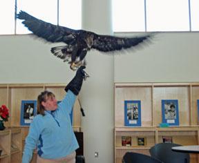 Eagle in the iCommons 